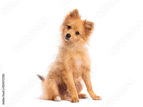 Adorable puppy dog sitting and tilting its head on white background