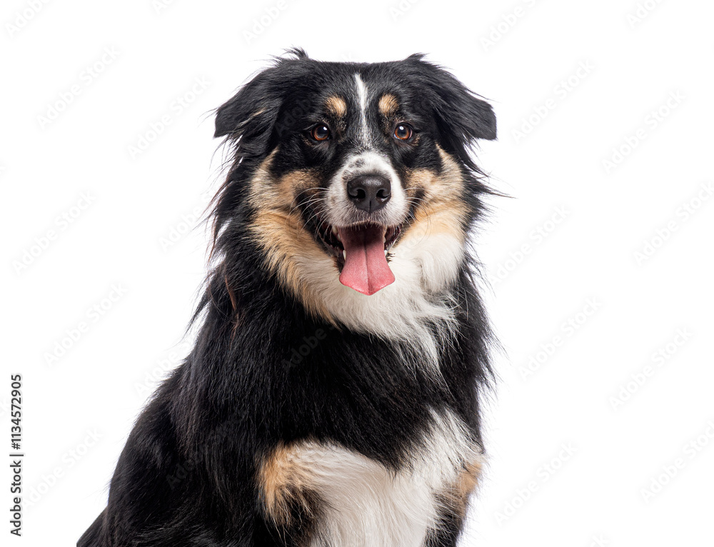 Australian shepherd panting and showing tongue on white background Australian shepherd panting and showing tongue on white background