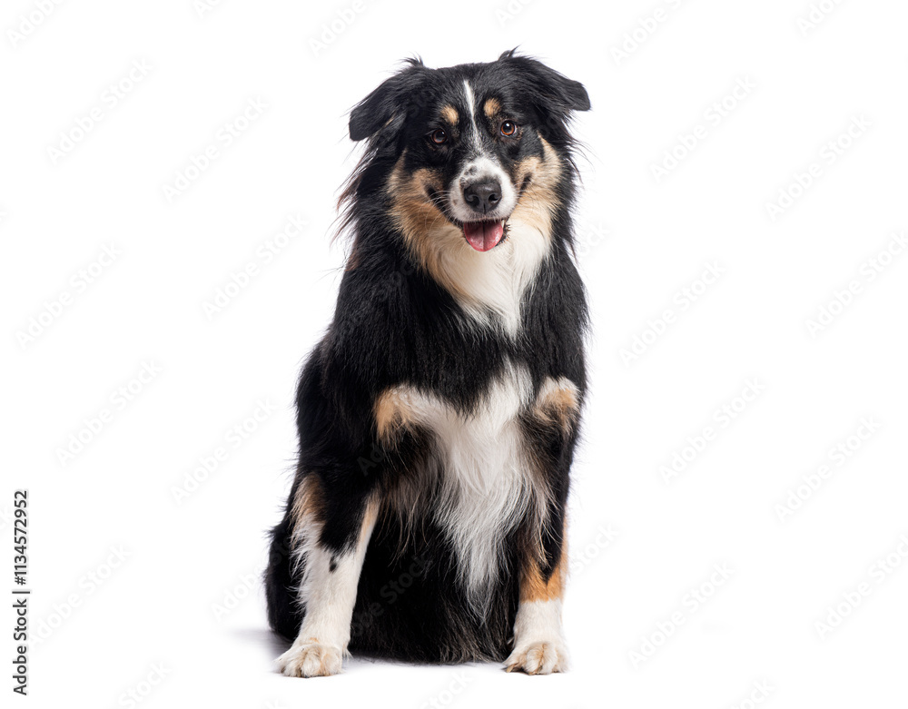 Australian shepherd sitting and panting on white background Australian shepherd sitting and panting on white background