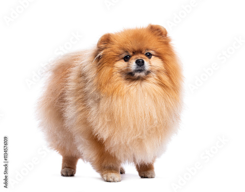 Adorable pomeranian dog standing on white background