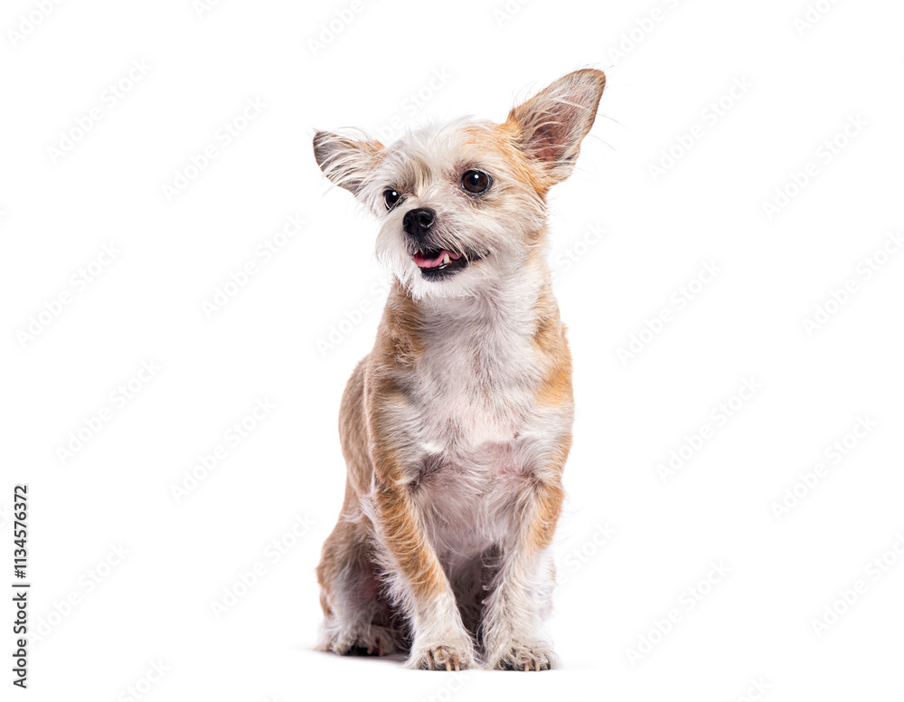 Obraz premium Adorable mixed breed dog sitting and panting on white background