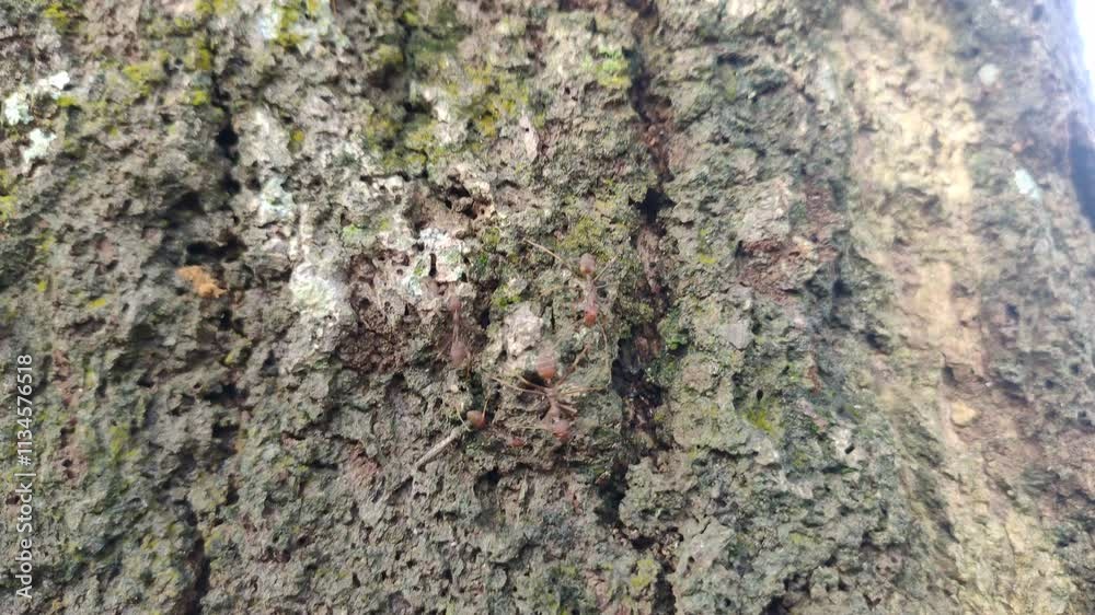 bark of a tree bark of a tree
