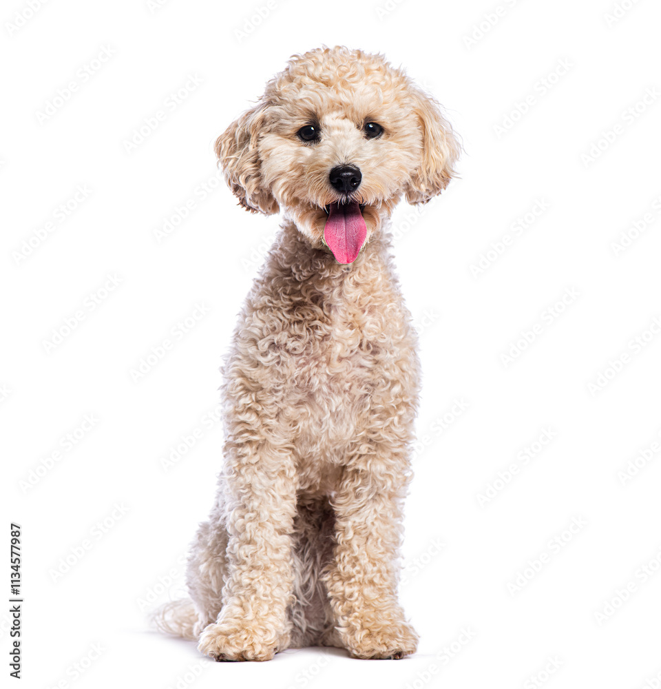 Adorable poodle puppy sitting and panting on white background Adorable poodle puppy sitting and panting on white background