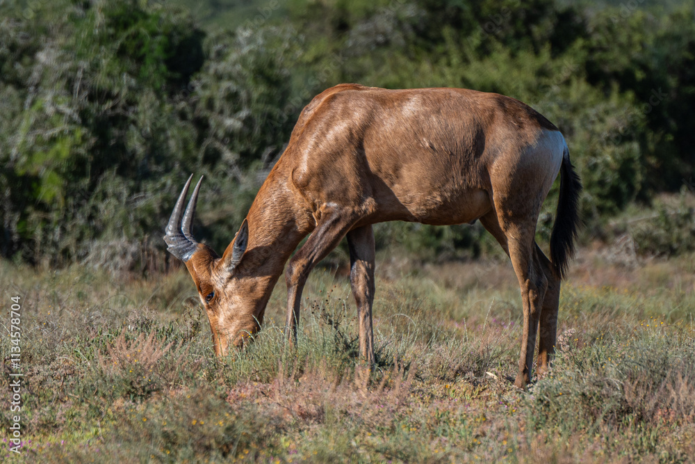 A red hartebeest grazing in Addo elephant park, Eastern Cape, South Africa, Africa