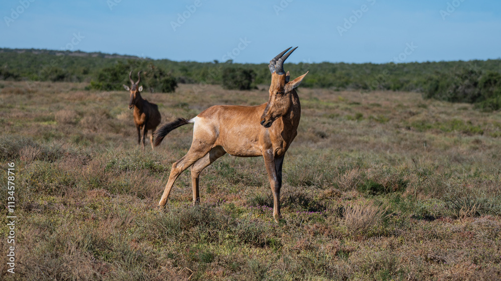 A red hartebeest posing in Addo elephant park, Eastern Cape, South Africa, Africa A red hartebeest posing in Addo elephant park, Eastern Cape, South Africa, Africa