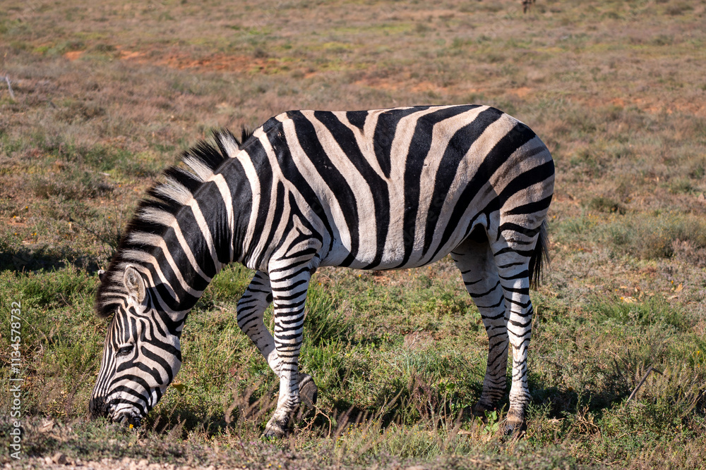 Obraz premium A side view of a zebra in Addo elephant park, Eastern Cape, South Africa, Africa