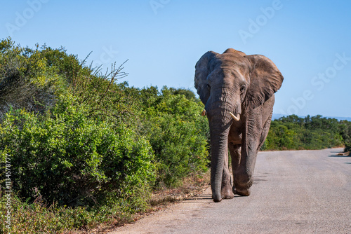 A big male elephant walking on the road in Addo elephant park, Eastern Cape, South Africa, Africa photo