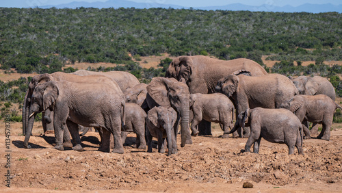 A big family of elephants together at a waterhole, in Addo elephant park, Eastern Cape, South Africa, Africa