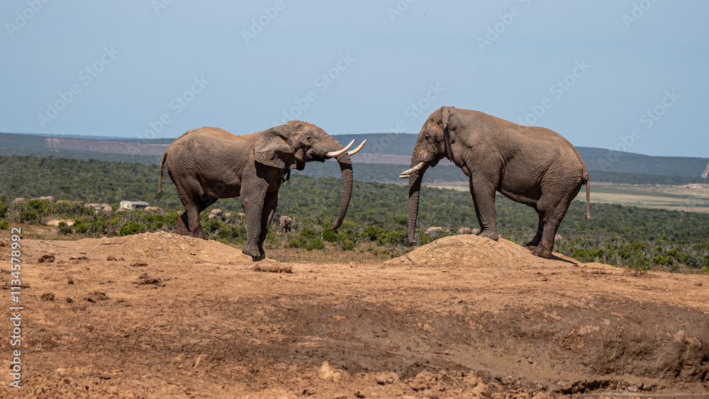 Fototapeta premium two male elephants standing opposite of each other, fighting, Addo elephant park, Eastern Cape, South Africa, Africa