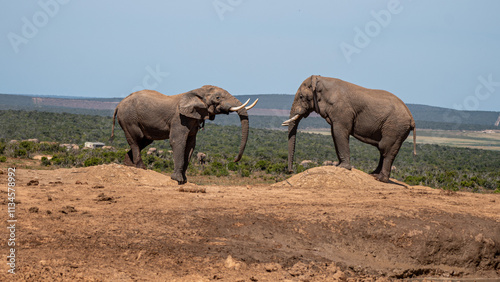 Photography two male elephants standing opposite of each other, fighting, Addo elephant park