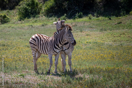Two zebras hugging each other in addo elephant park, Eastern Cape, South Africa, Africa