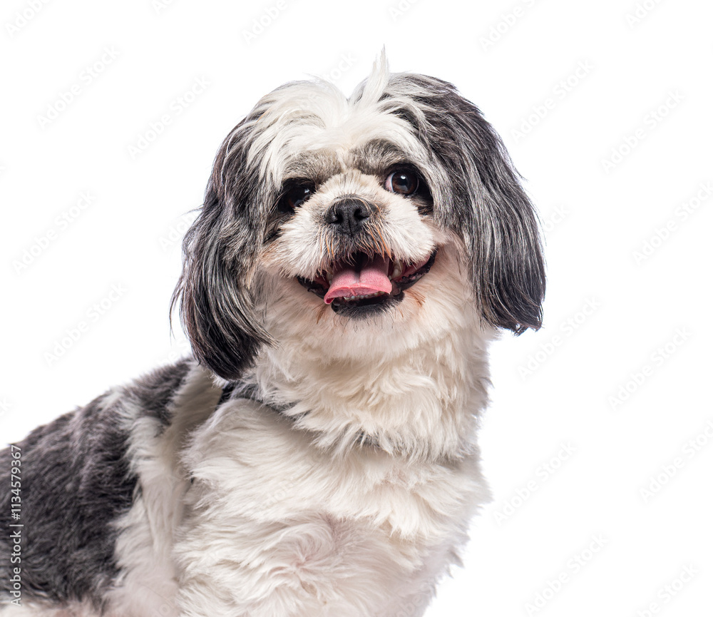 Adorable shih tzu panting and smiling on white background Adorable shih tzu panting and smiling on white background