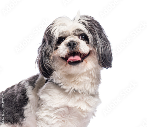 Adorable shih tzu panting and smiling on white background