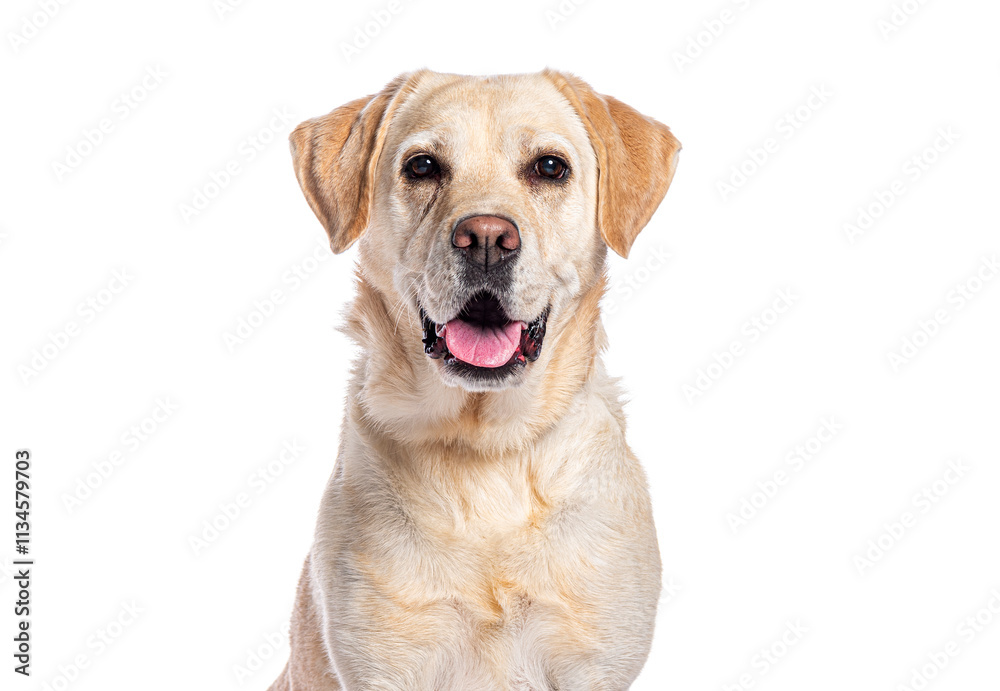Labrador retriever panting and looking at camera on white background Labrador retriever panting and looking at camera on white background