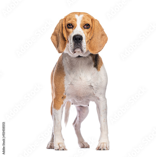 Beagle standing on white background and looking forward