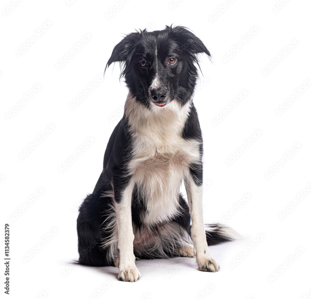 Obraz premium Border collie sitting and sticking out tongue on white background