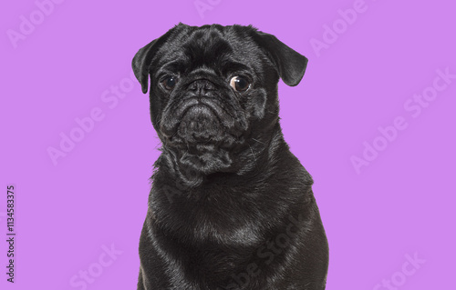 Black pug posing on purple background, purebred dog looking adorable