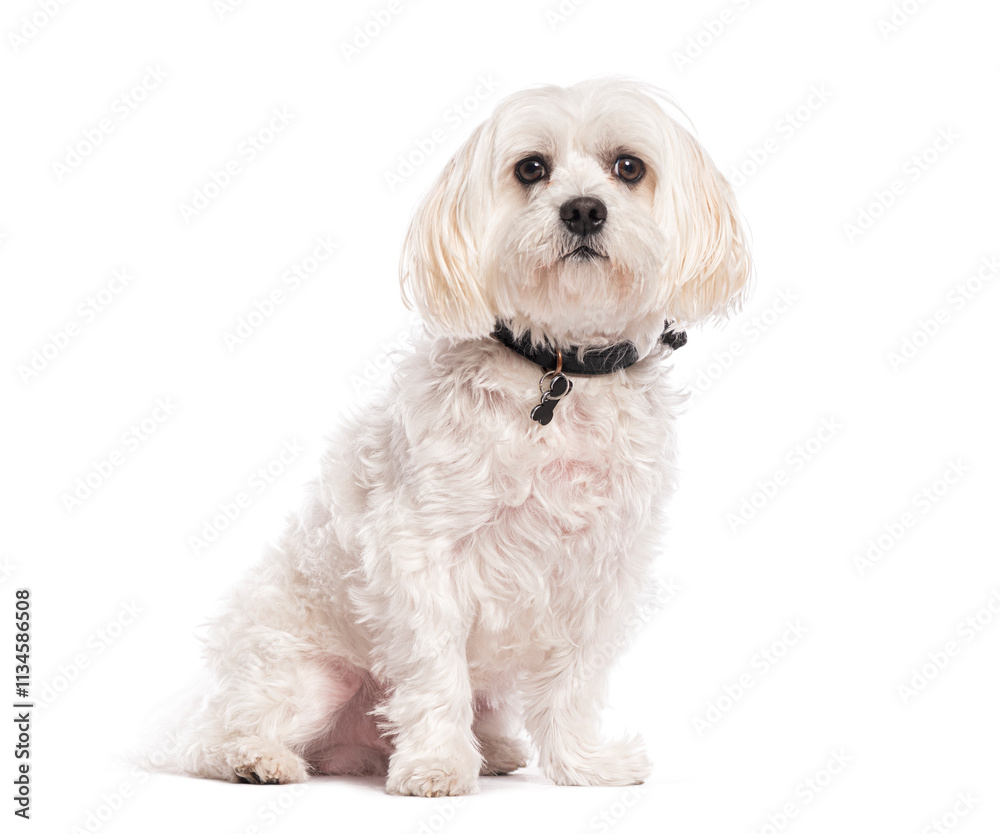 White dog sitting and wearing a black collar on white background White dog sitting and wearing a black collar on white background