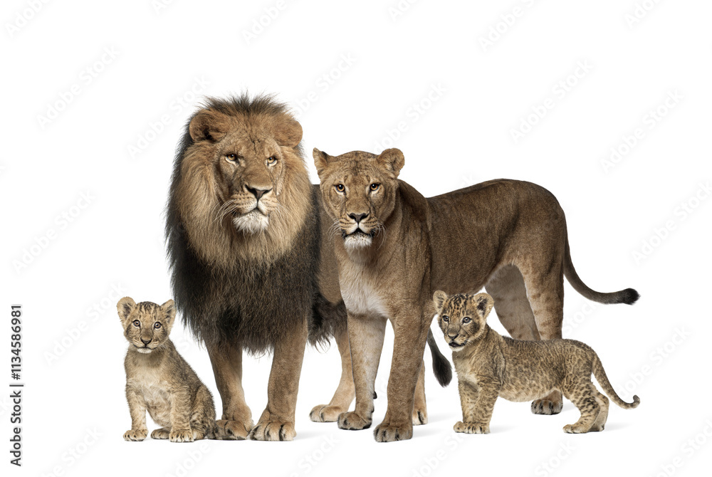 Obraz premium Family of lion, adult and cub, isolated. Wild cat