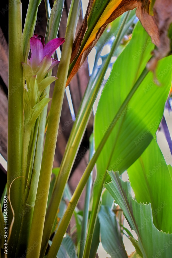 Fototapeta premium Temu pauh flowers with a beautiful purplish color