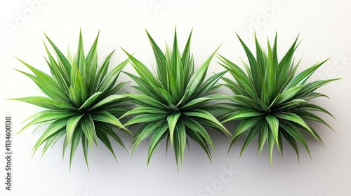 Three lush green plants in a row on white background.