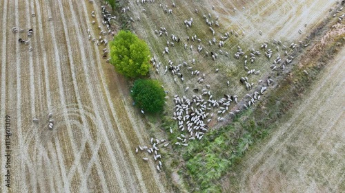 Flock of sheep grazing in the village of Selas. Aerial view from a drone. Molina Alto Tajo Geopark. Alto Tajo Natural Park. Guadalajara. Castilla la Mancha. Spain. Europe photo