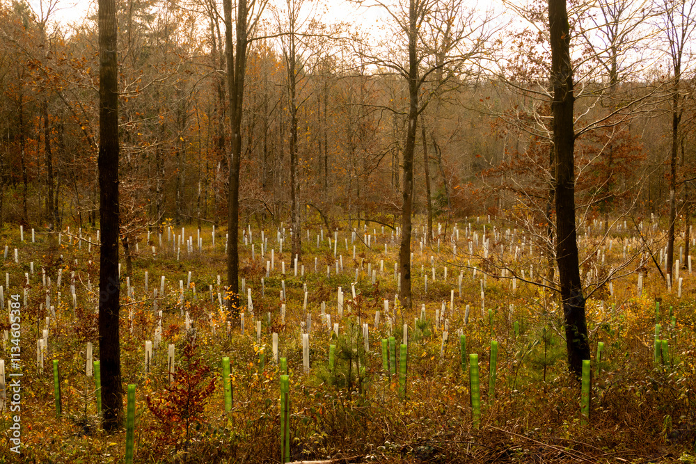 Fototapeta premium Tree nursery in the forest, plastic tubes protecting seedlings