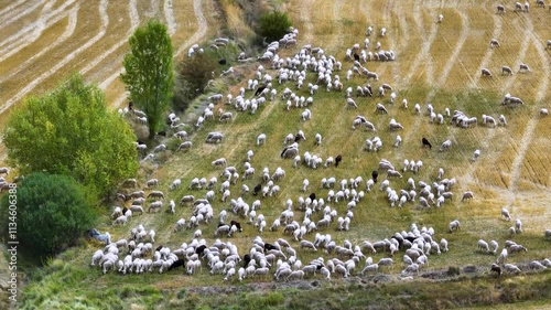 Flock of sheep grazing in the village of Selas. Aerial view from a drone. Molina Alto Tajo Geopark. Alto Tajo Natural Park. Guadalajara. Castilla la Mancha. Spain. Europe photo