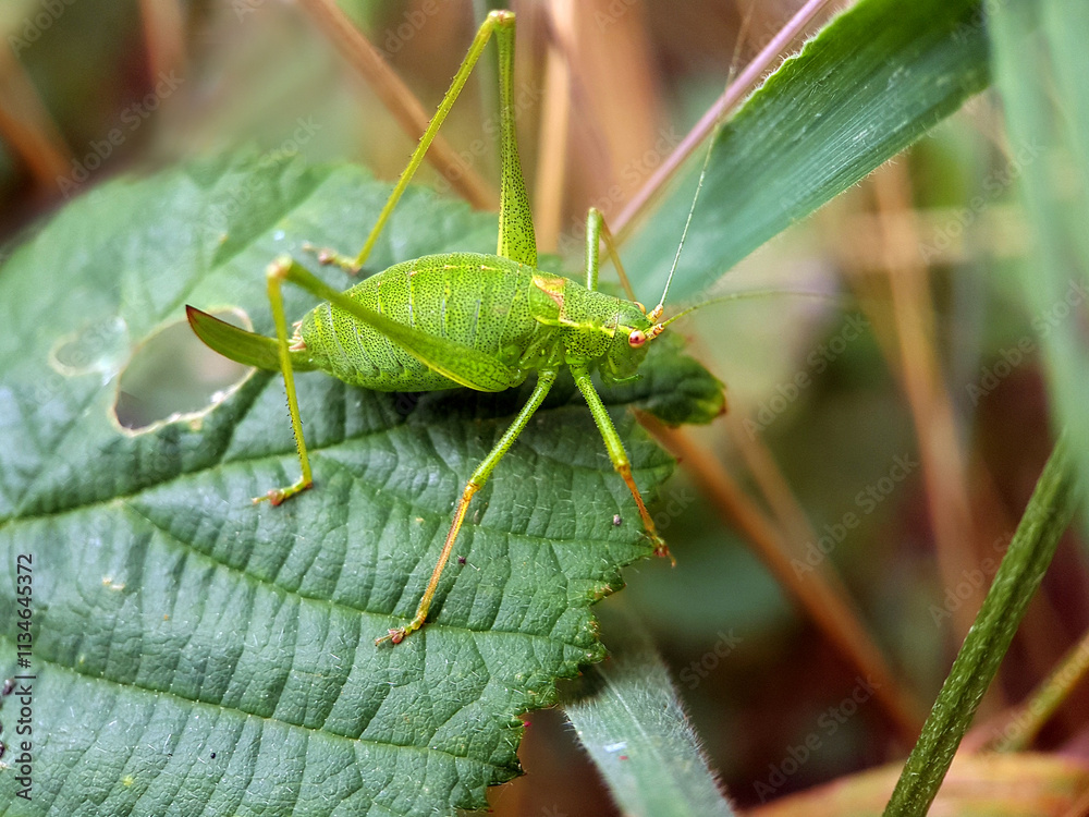 hopper cricket leaf in summer hopper cricket leaf in summer