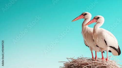 Two storks gracefully perch on their nest with an expansive blue sky overhead, illustrating themes of tranquility, natural beauty, and scenic wildlife habitats. photo