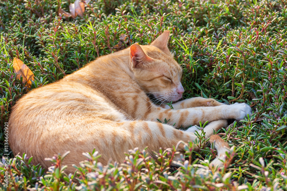 Cat sleeping on the grass. Cat sleeping on the grass.