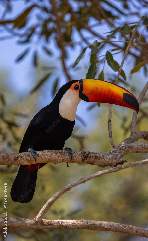 Colourful Toco Toucan (Ramphastos toco) resting in a tree in the Pantanal wetlands of Brazil