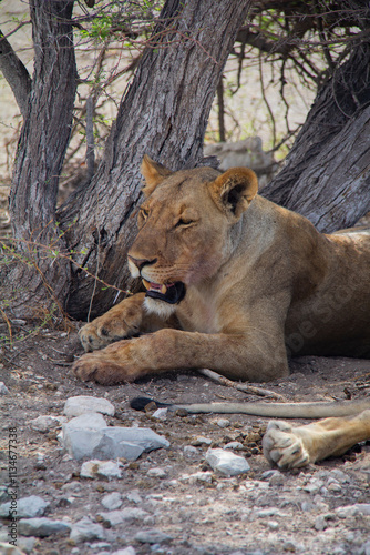 Lions in Etosha National Park Namibia photo