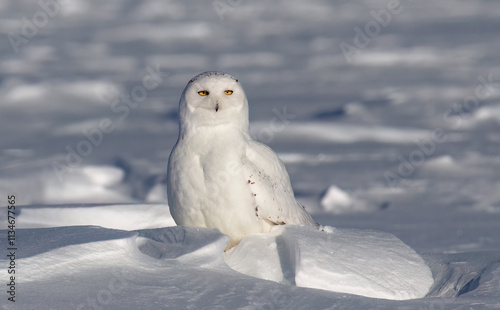 Obraz na płótnie Snowy owl male standing in middle of a snow covered field in Ottawa, Canada w salonie