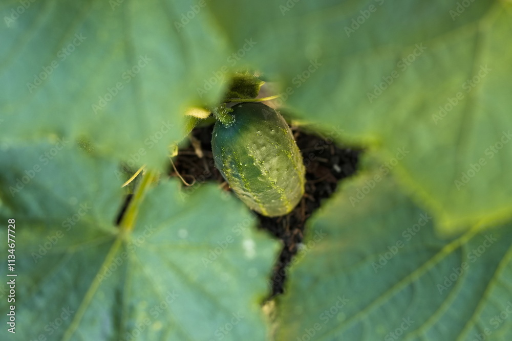 Growing cucumber. A ripe cucumber grows in a garden bed. Growing cucumber. A ripe cucumber grows in a garden bed.