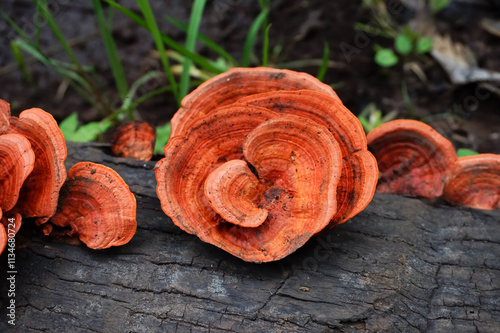 Photos Close-Up of Vibrant Orange Bracket Fungi on a Charred Log