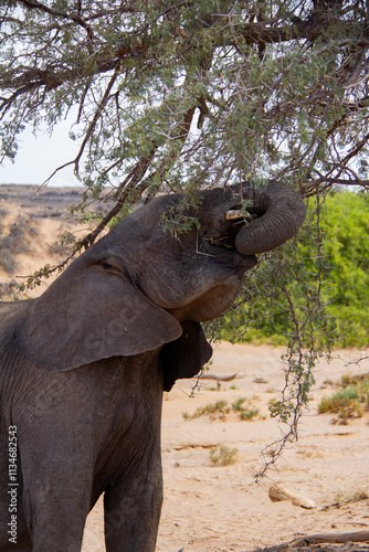 Adult and Baby Elephants in Namibia photo