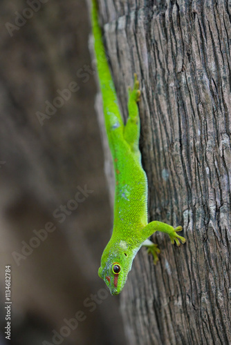 Giant green lizard of Madagascar 