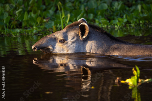 Brazilian Tapir with reflection swimming in the Pantanal wetlands of Brazil