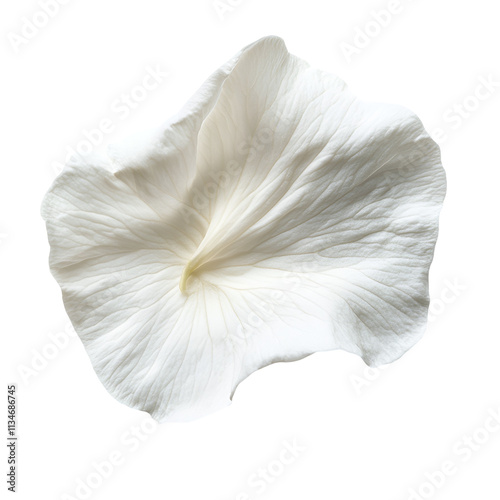 Delicate White Flower Petal Isolated On Black