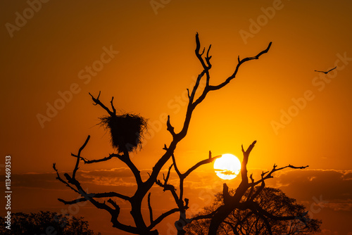 Jabiru storks returning to its nest high on a tree at a romantic sunset in the Pantanal wetlands of Brazil