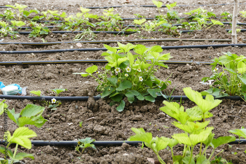 Close-up of strawberry seedlings greening and blooming in spring,