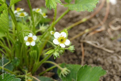 Close-up of vitamin-deficient and diseased strawberry seedlings greening and blooming in spring,