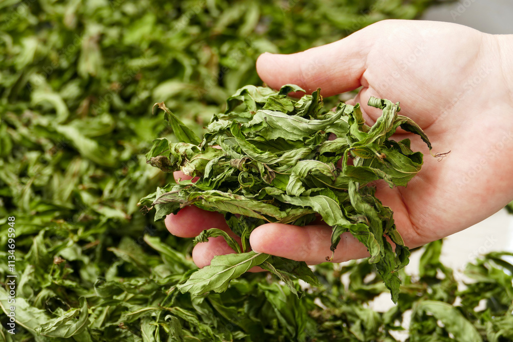 drying mint, drying homemade mint, close-up dried mints,