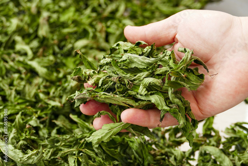 Obraz na płótnie drying mint, drying homemade mint, close-up dried mints, w salonie