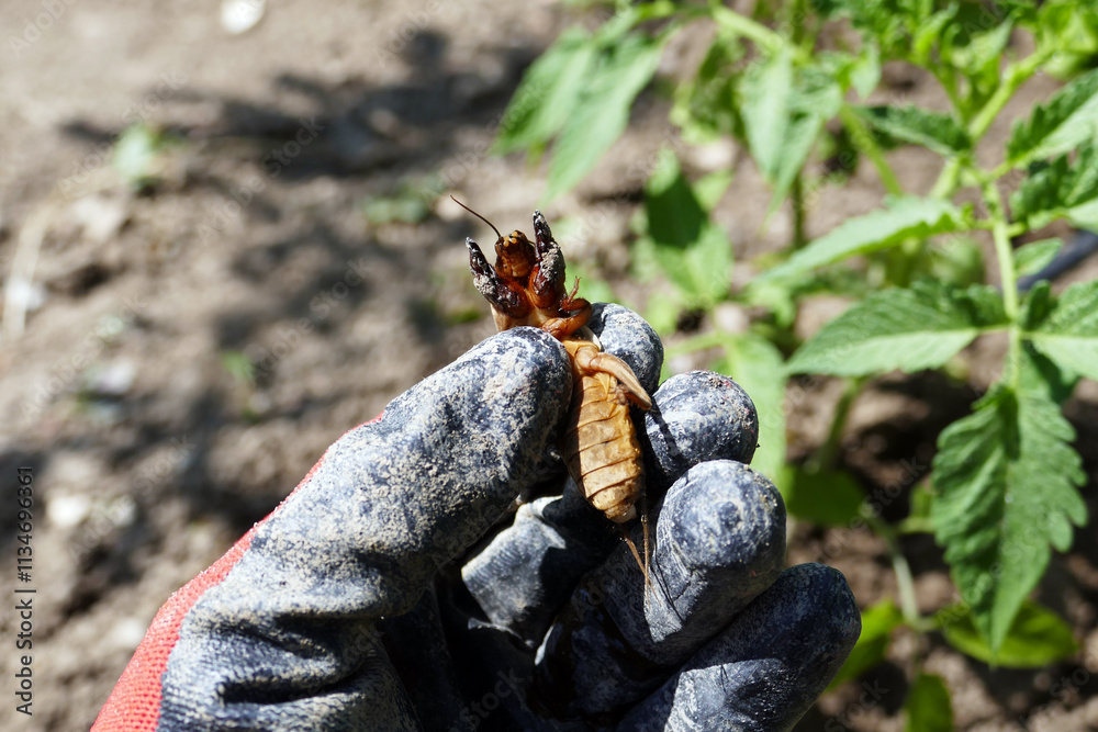 Gryllotalpa beetle, an agricultural pest, in the hands of a farmer