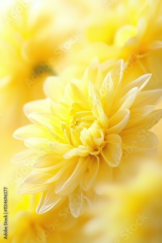 Pale Yellow Dahlia Flower Close Up Soft Focus