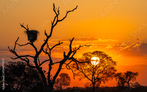 Jabiru stork nest high on a tree at a romantic sunset in the Pantanal wetlands of Brazil photo