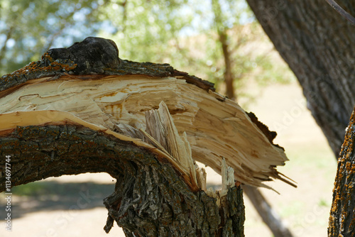 Broken willow trees, broken and fallen trees as a result of wind and storm