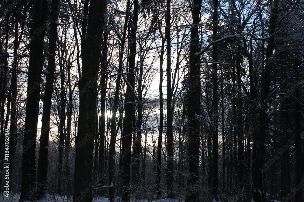 evening walk in the winter forest evening walk in the winter forest